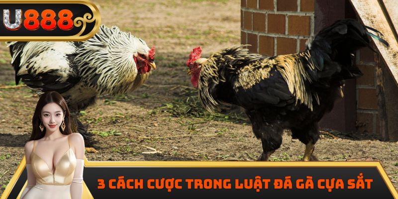 3 cách cược trong luật đá gà cựa sắt
