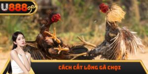 Cách Cắt Lông Gà Chọi Theo Đúng Quy Trình Chuyên Nghiệp