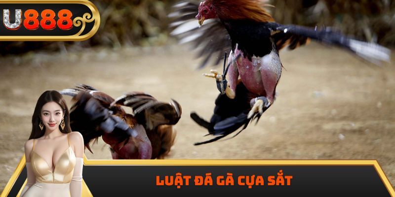 Luật Đá Gà Cựa Sắt Chi Tiết Và Chuẩn Xác Nhất Năm 2025