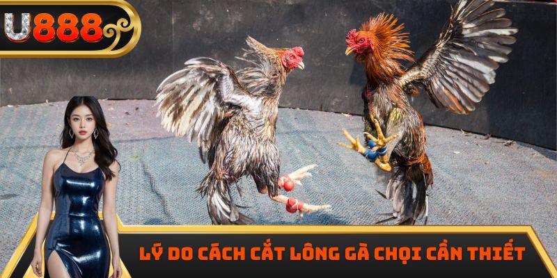 Lý do cách cắt lông gà chọi cần thiết