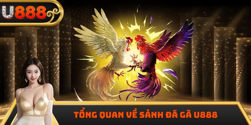 Tổng quan về sảnh đá gà U888