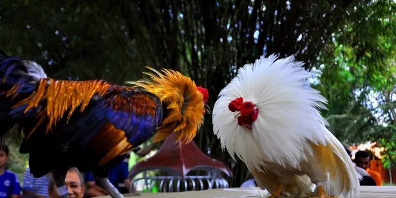 Khám phá quy trình Đá gà tre chi tiết